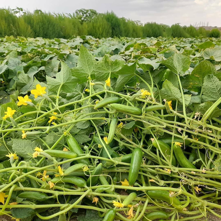 بذر خیار هیبربد 4196 سمینیس | Cucumber CV4196CD Seminis