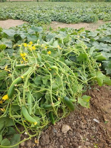 بذر خیار هیبربد 4196 سمینیس | Cucumber CV4196CD Seminis