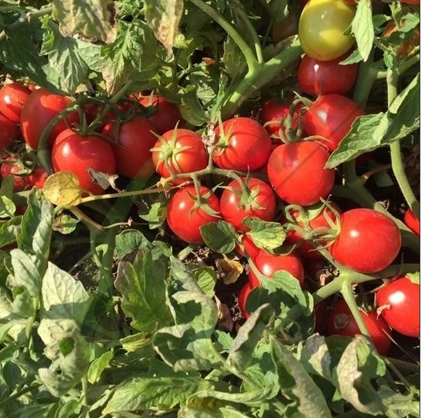 بذر گوجه پرفکت پیل سمینیس 10000 عددی سفارش تایلند | Seminis PERFECTPEEL F1 Tomato10000seeds